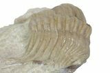 Bargain, Cybele Panderi Trilobite Fossil - Russia #363140-2